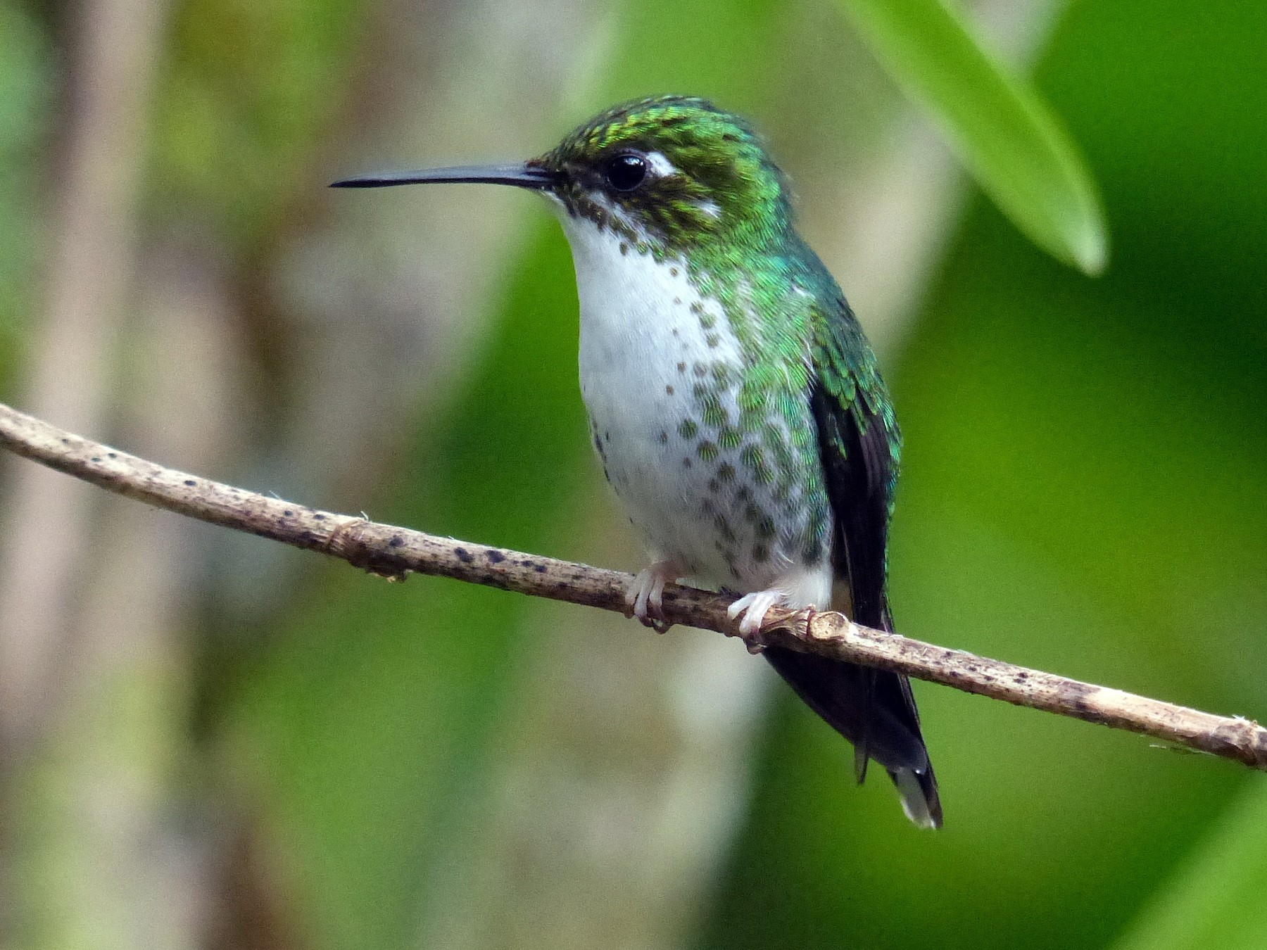White-booted Racket-tail - David Bree