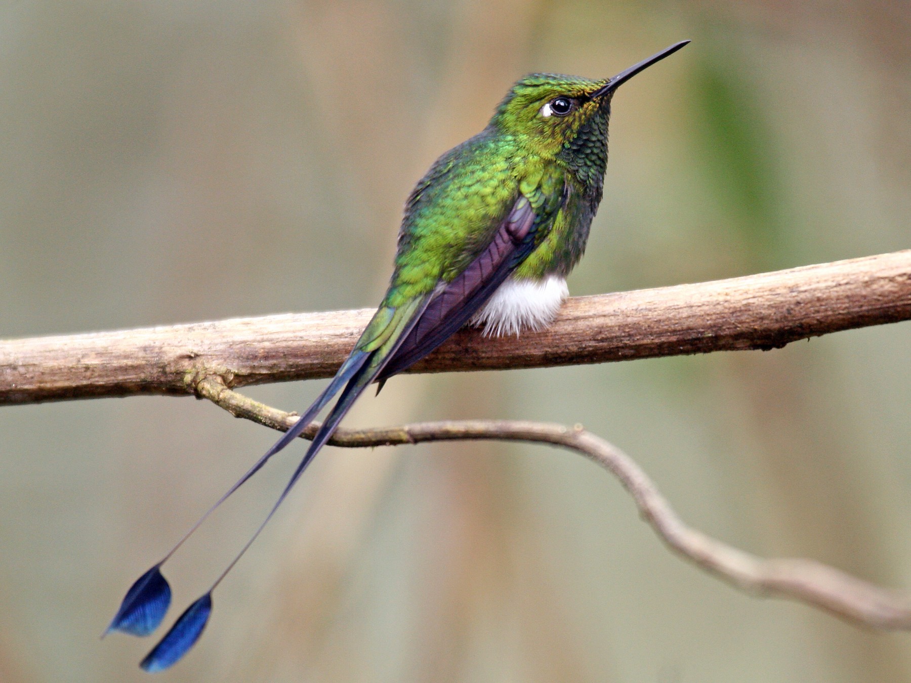 White-booted Racket-tail - Michael Woodruff