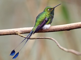  - White-booted Racket-tail