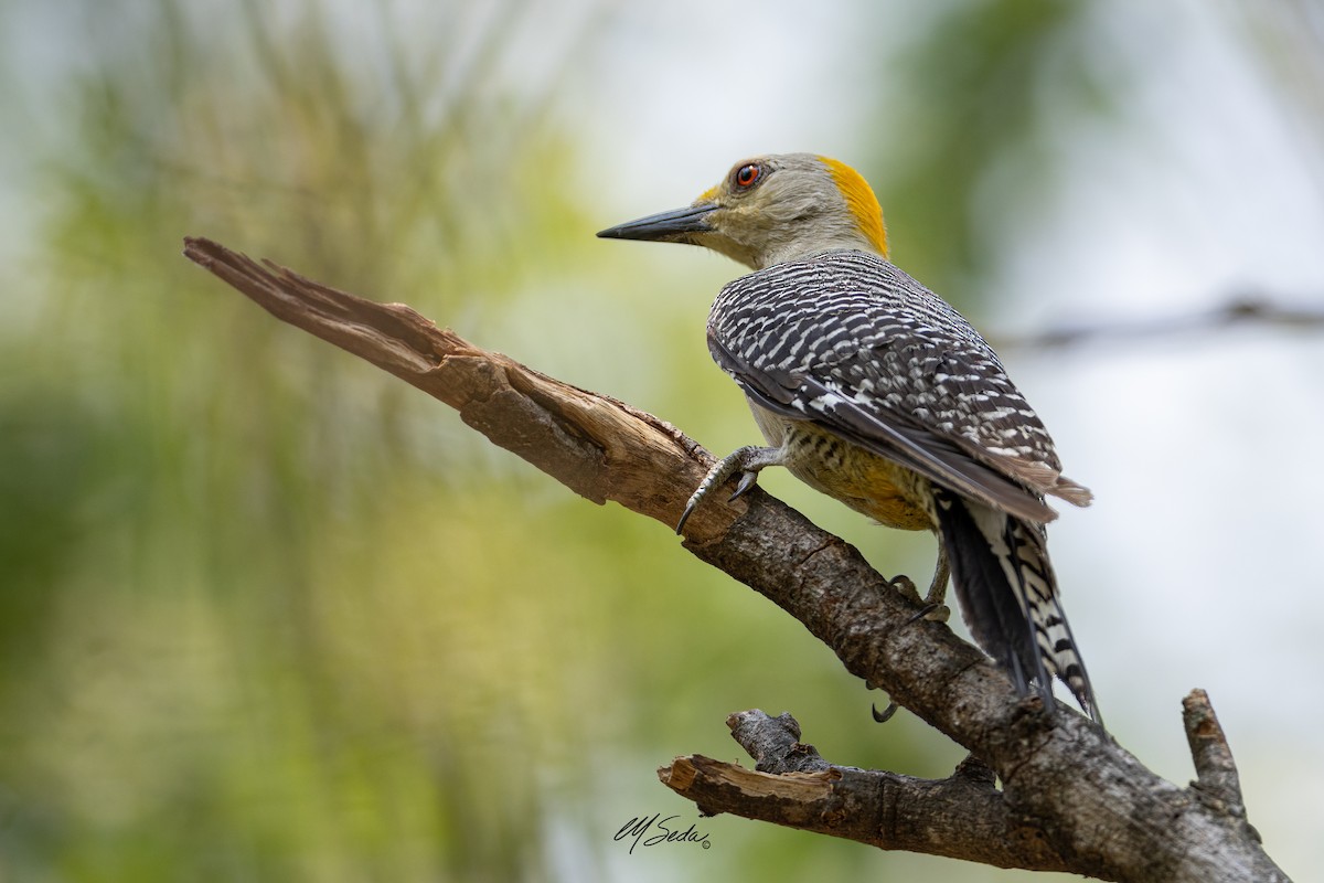 Golden-fronted Woodpecker (West Mexico) - ML566558241