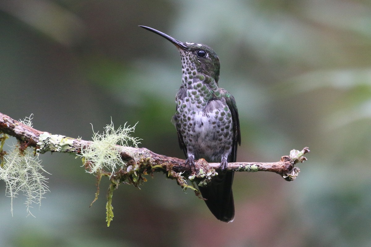 Many-spotted Hummingbird - ML566559691