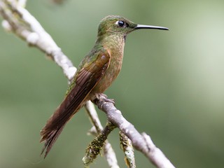  - Fawn-breasted Brilliant