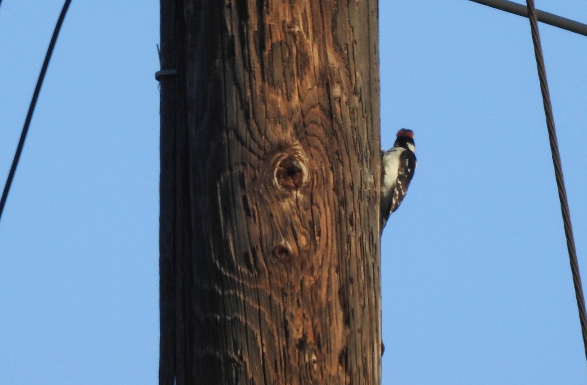 Downy Woodpecker - ML566560461