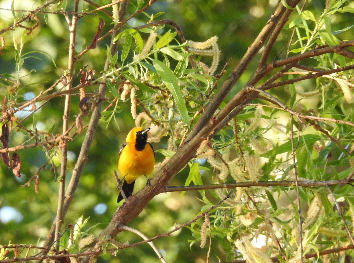 Hooded Oriole - Tracy Drake