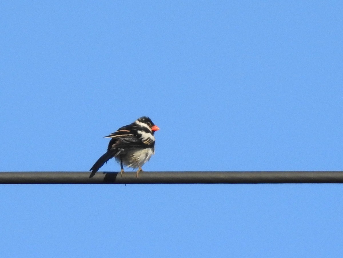 Pin-tailed Whydah - ML566560701