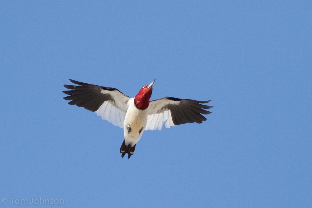 Red-headed Woodpecker - ML56656171
