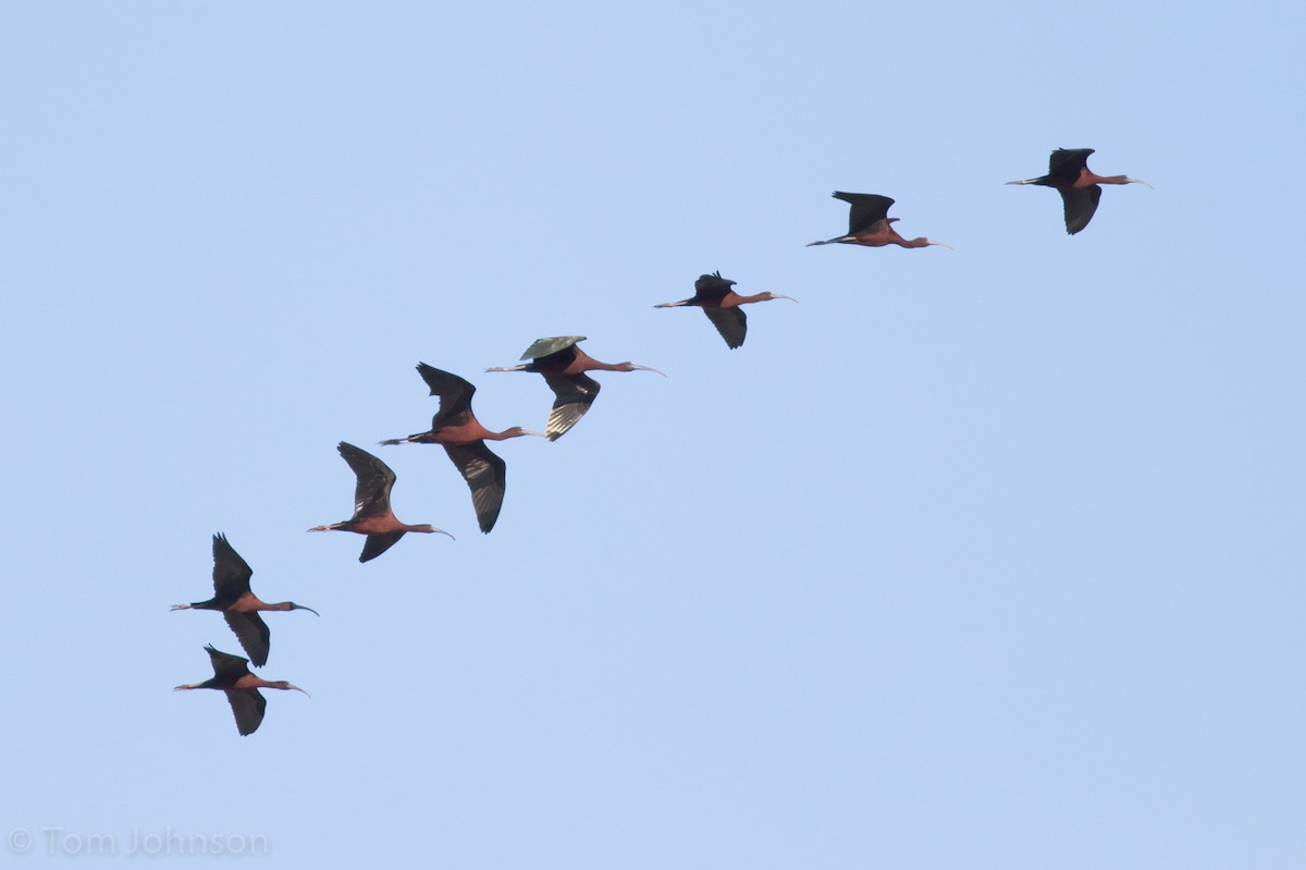 ibis hnědý - ML56656211