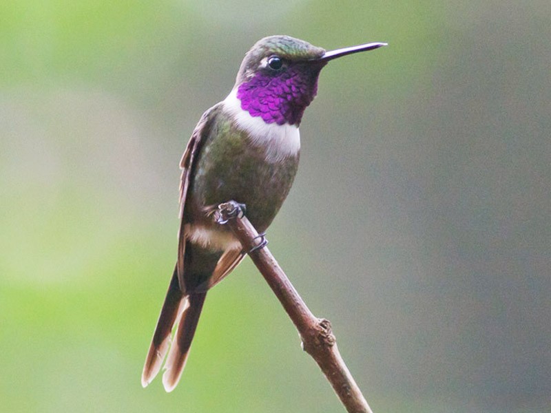 Purple-throated Woodstar - Michael Todd