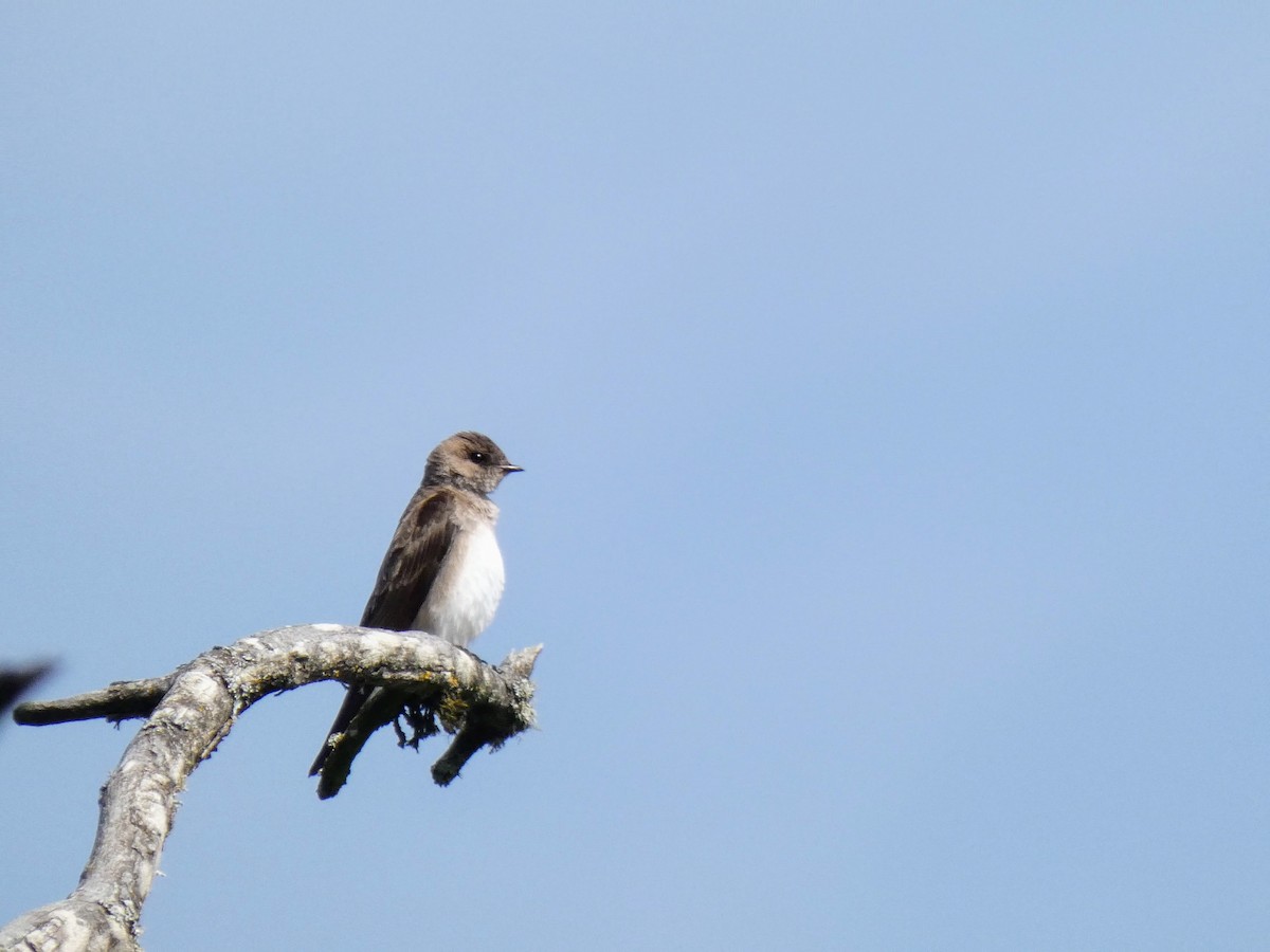 Northern Rough-winged Swallow - ML566568861
