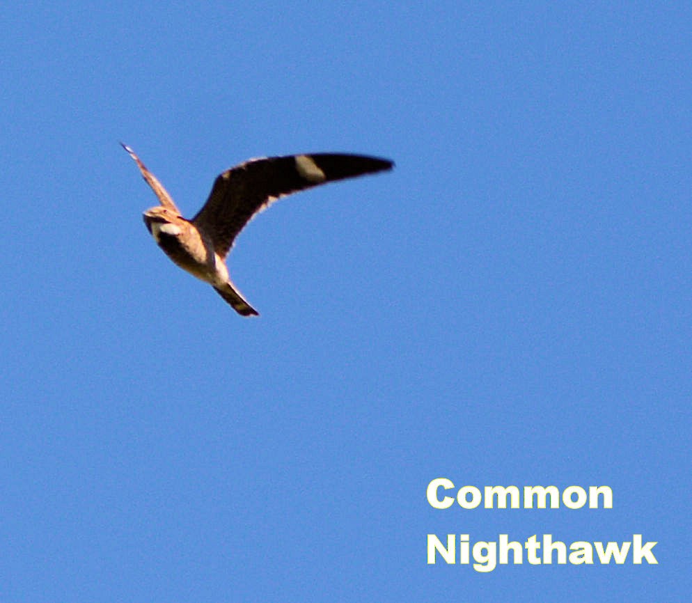 Common Nighthawk - Kenneth Butler