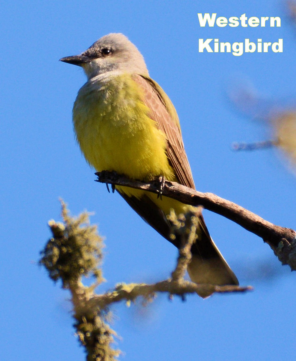 Western Kingbird - Kenneth Butler