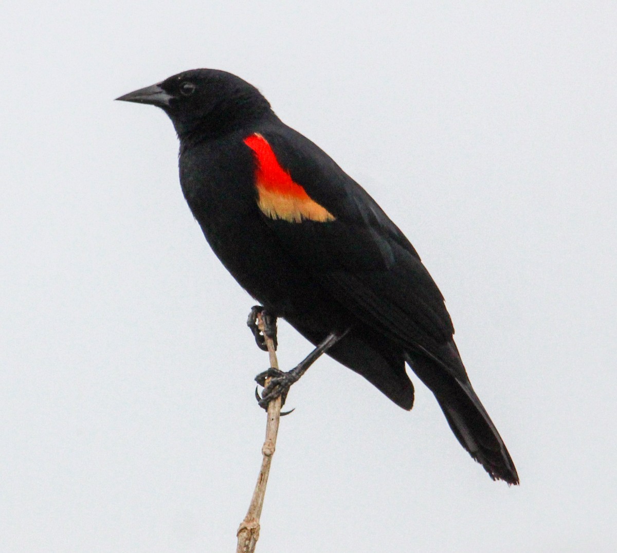 Red-winged Blackbird - ML566572811