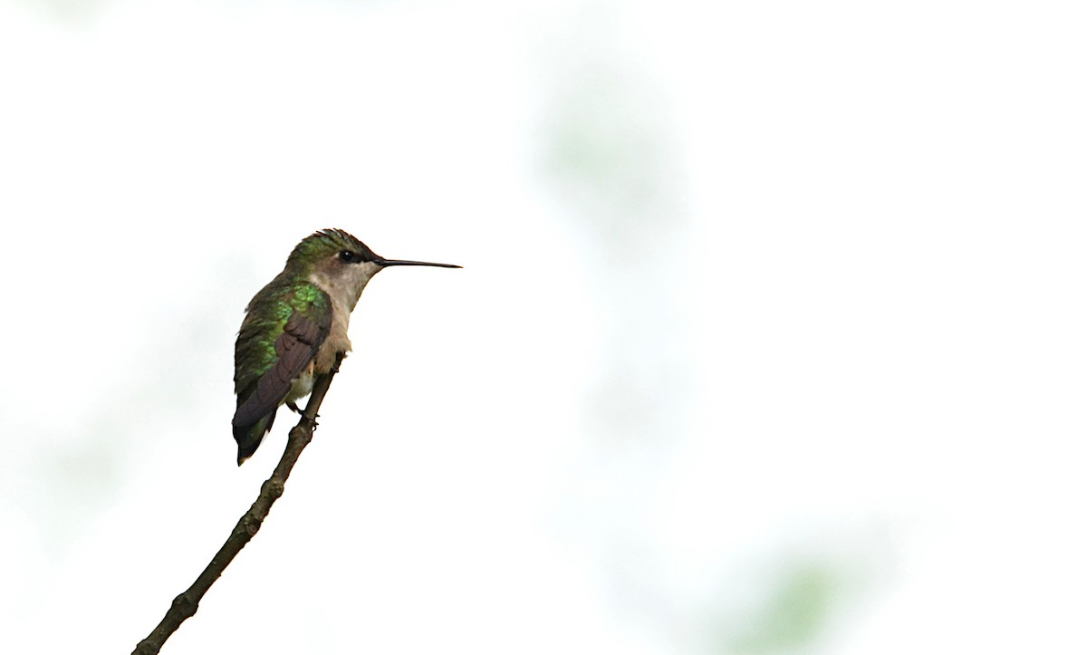 Ruby-throated Hummingbird - ML566573881