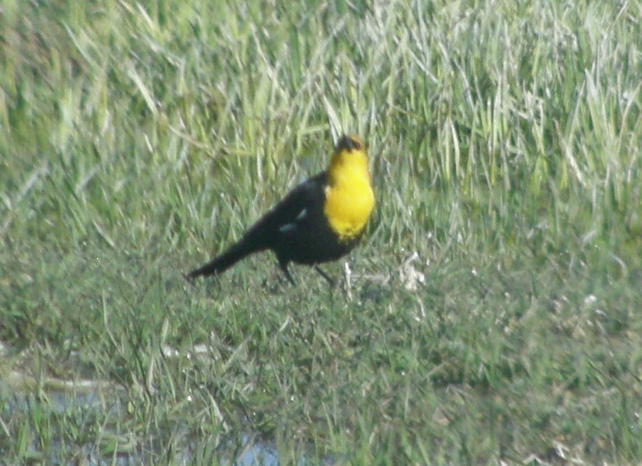 Yellow-headed Blackbird - ML566574391