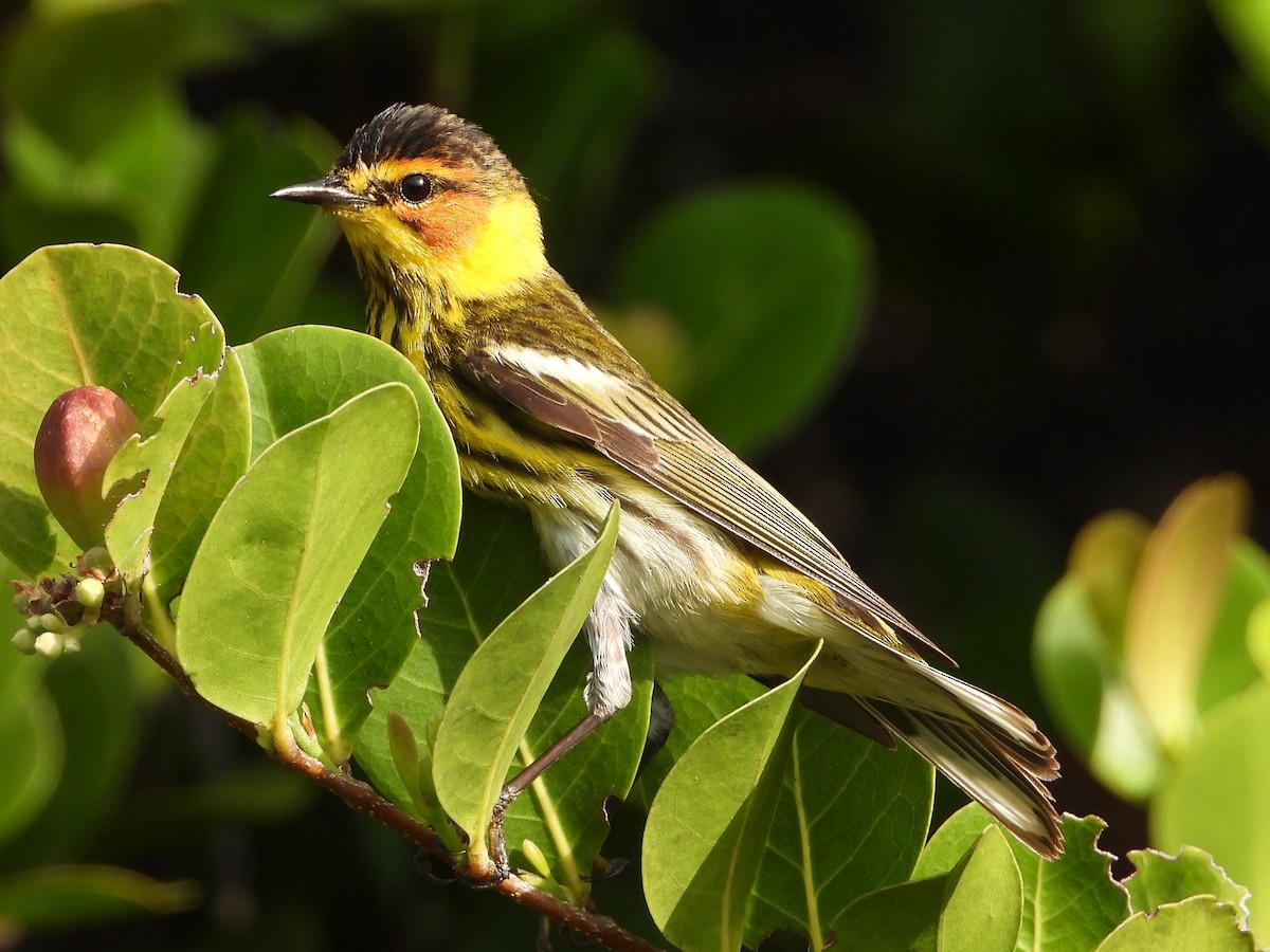 Cape May Warbler - ML566577921