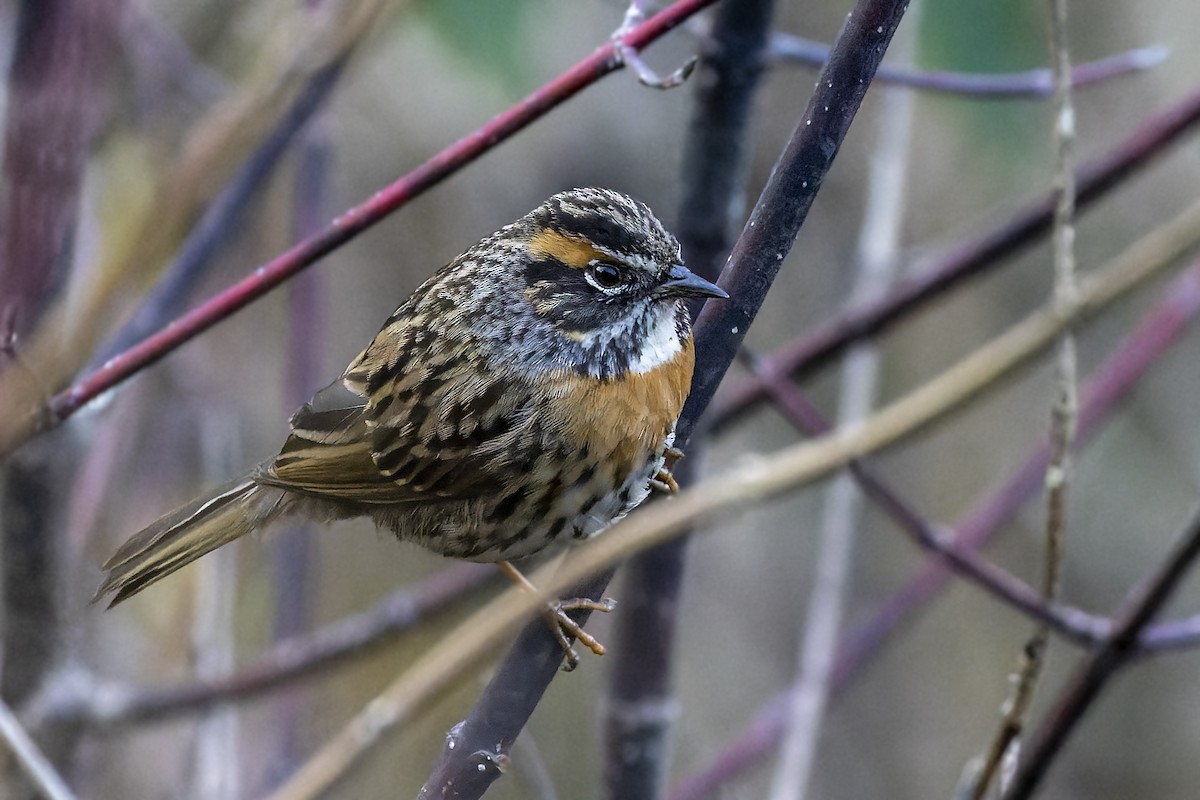 Rufous-breasted Accentor - ML566583111