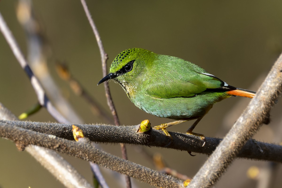 Fire-tailed Myzornis - ML566583371