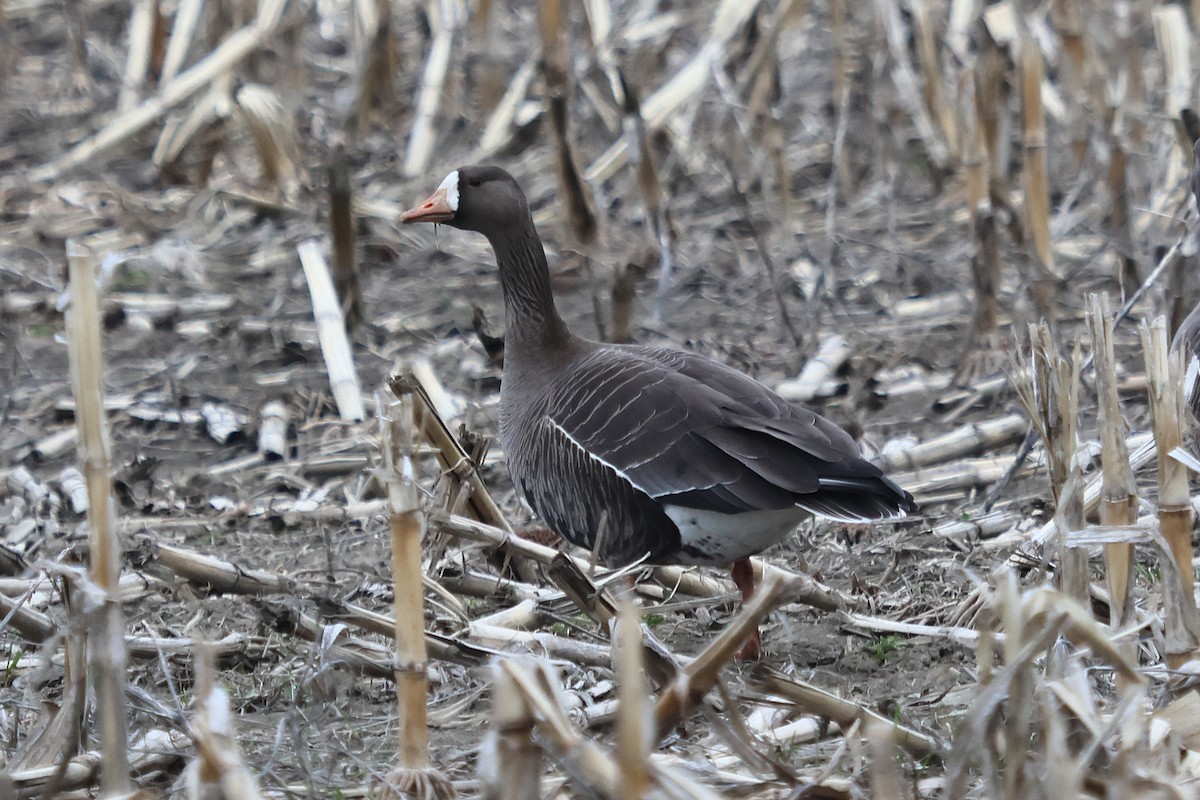 Greater White-fronted Goose - ML566583521