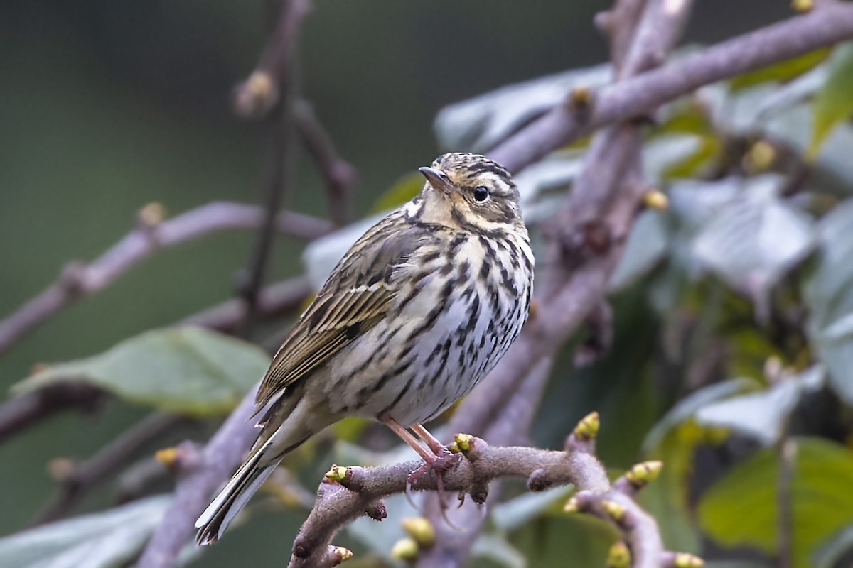 Olive-backed Pipit - ML566584811