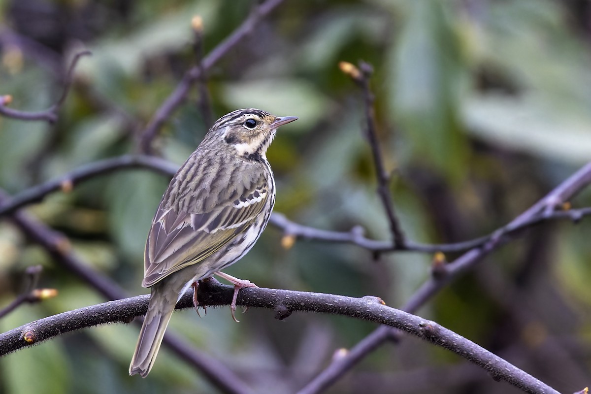 Olive-backed Pipit - ML566584821