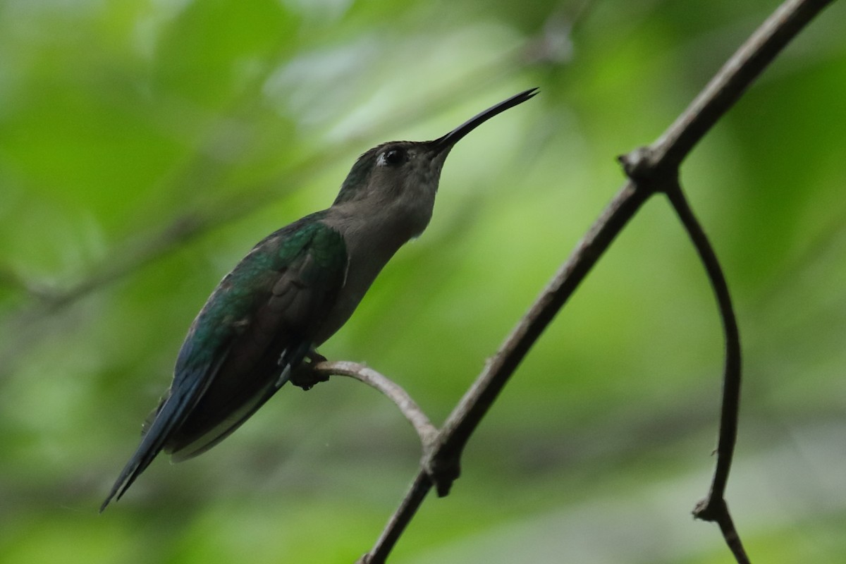 Wedge-tailed Sabrewing (Wedge-tailed) - ML566585931