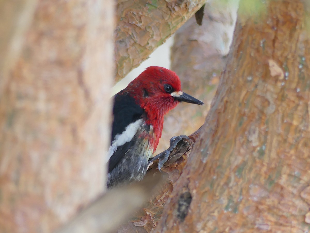 Red-breasted Sapsucker - ML566587241