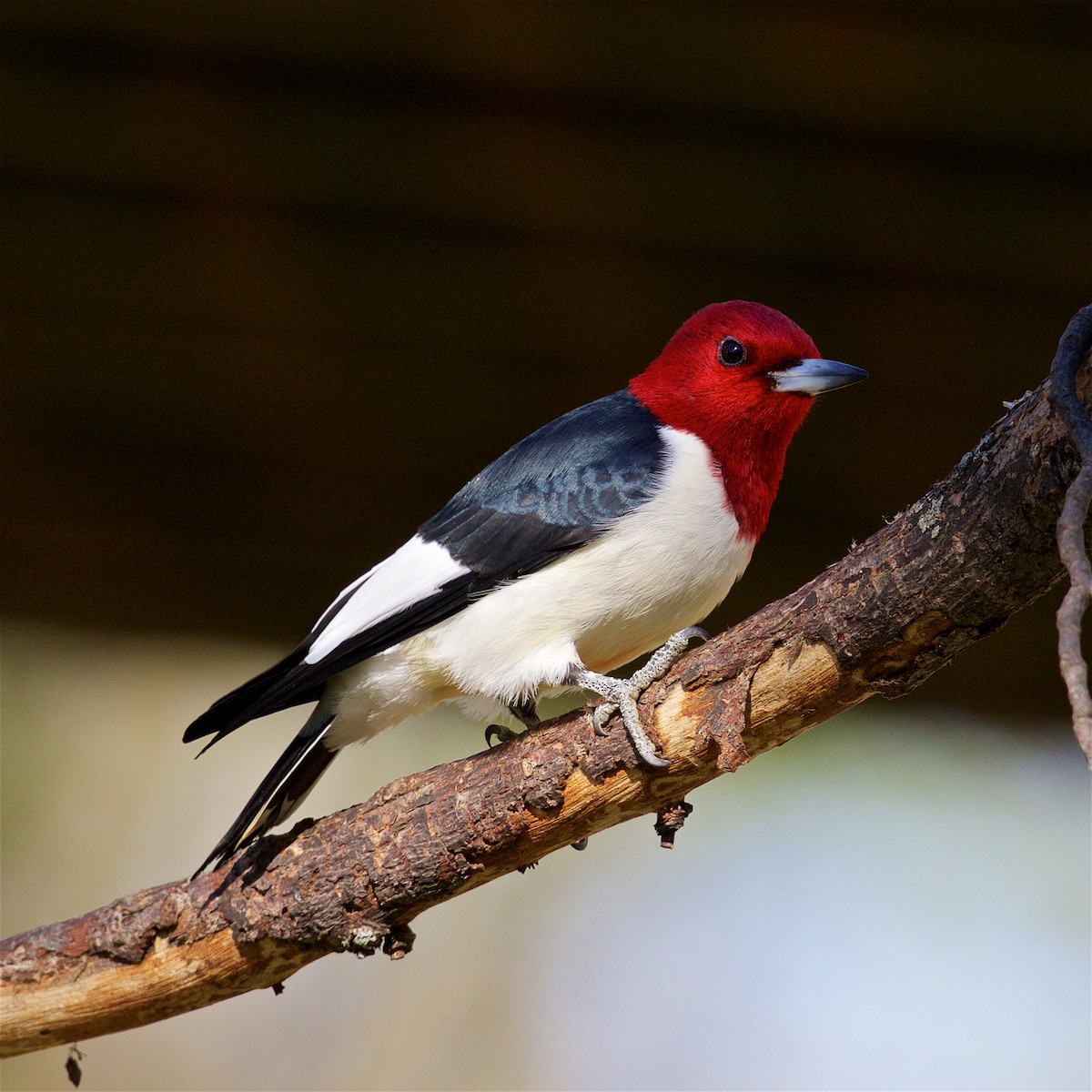 Red-headed Woodpecker - ML56658871