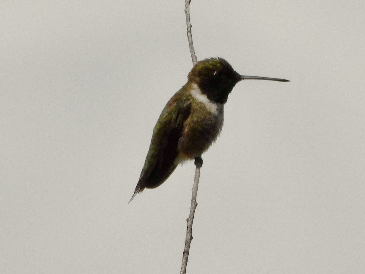 Black-chinned Hummingbird - ML566589481