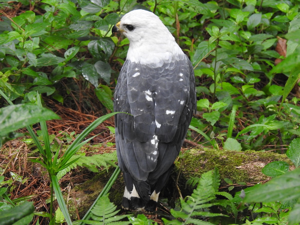 White-necked Hawk - ML566591671
