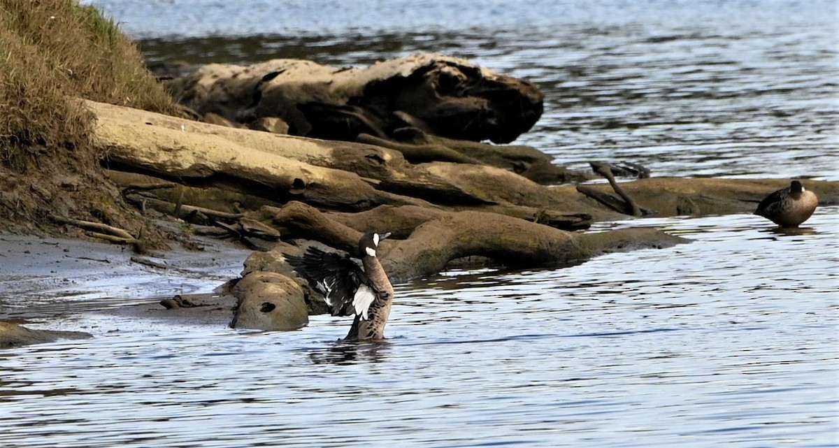 Spectacled Duck - ML566593501