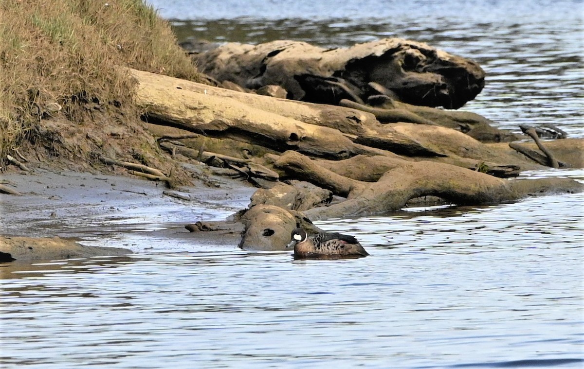 Spectacled Duck - ML566593511