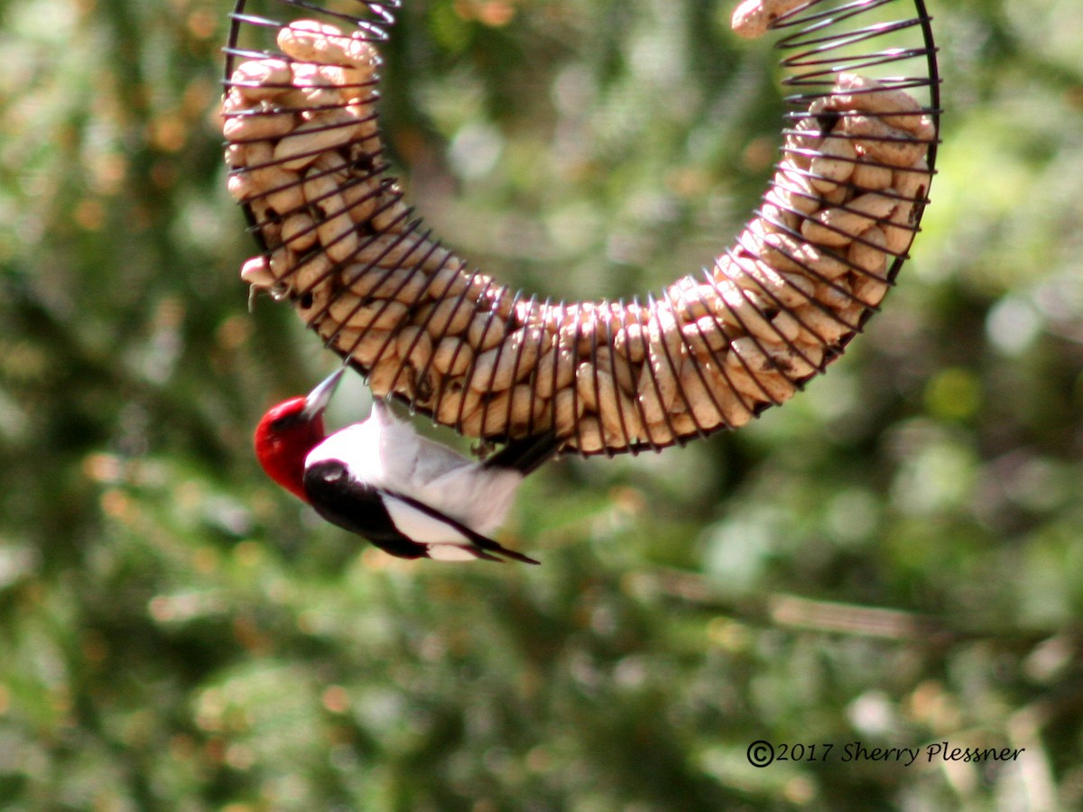 Red-headed Woodpecker - Sherry Plessner