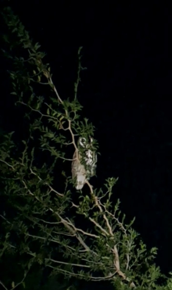Striped Owl - ML566605451