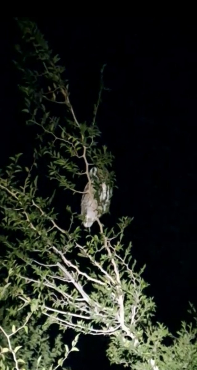 Striped Owl - ML566605491