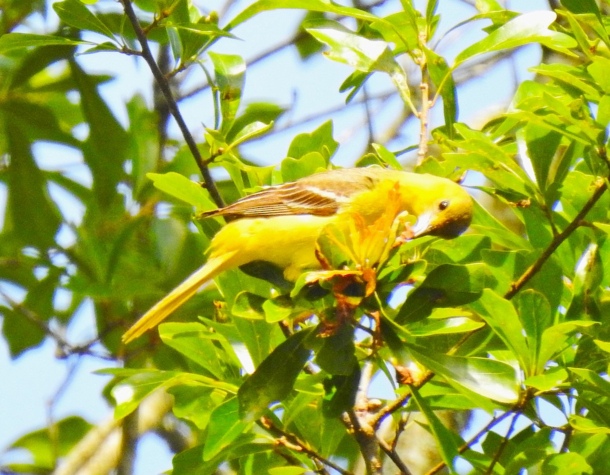 Orchard Oriole - ML566607331