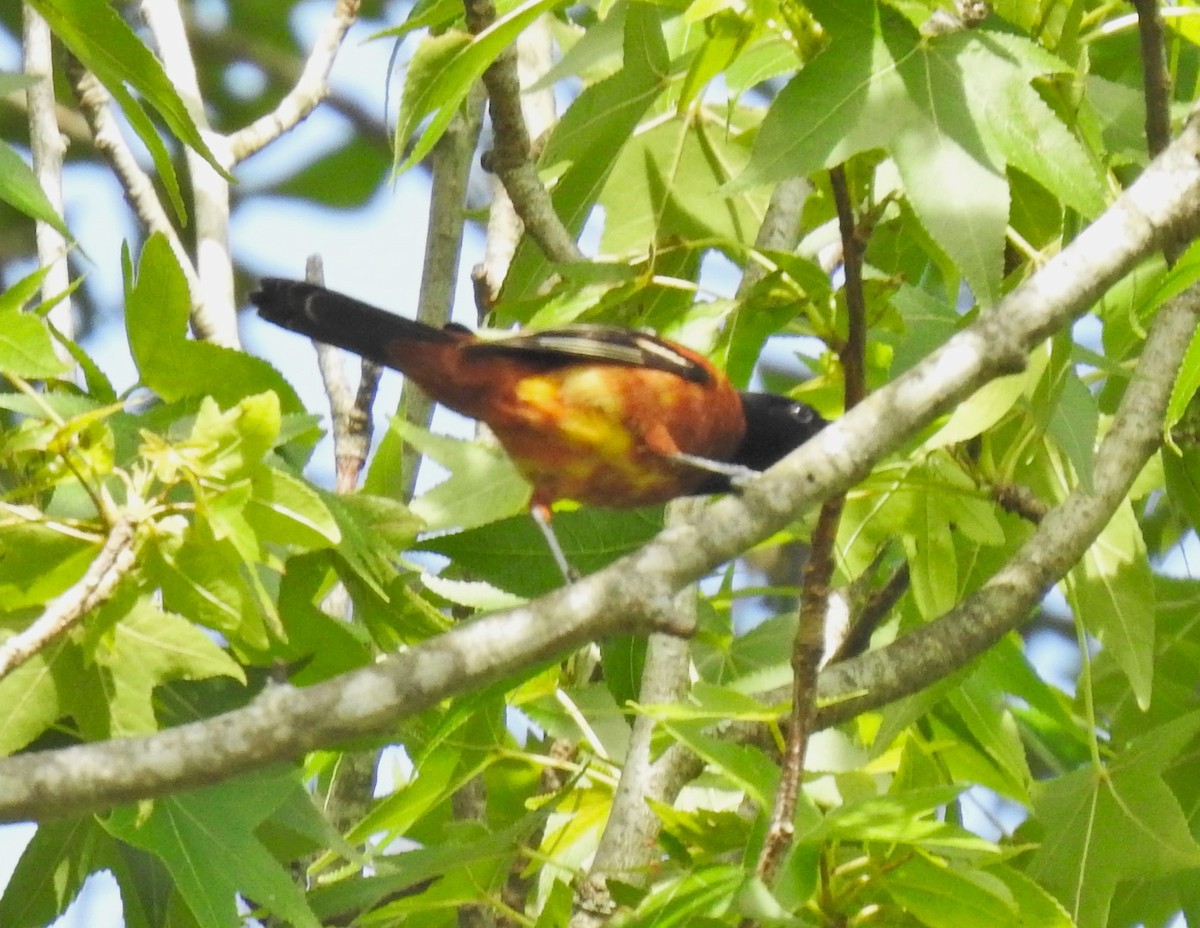 Orchard Oriole - ML566607611