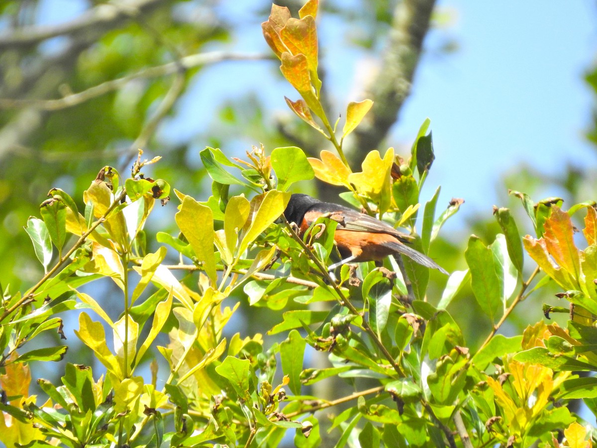 Orchard Oriole - ML566608121