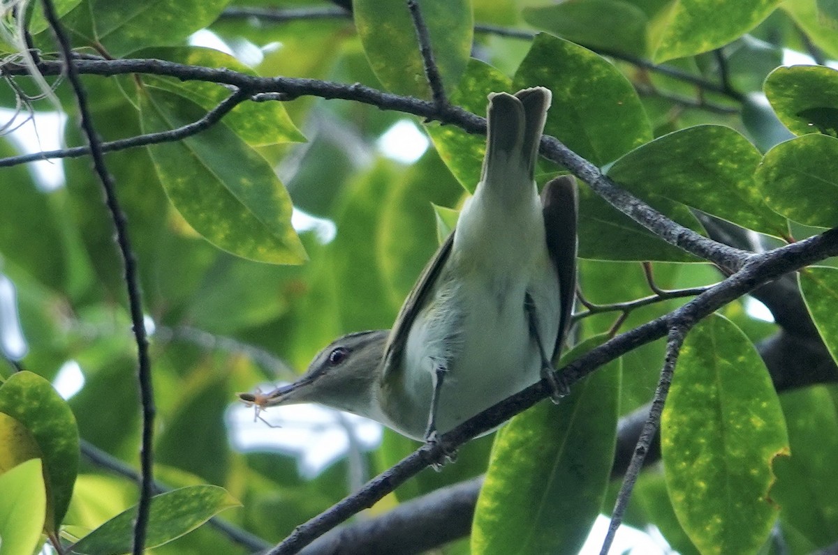 Vireo Ojirrojo - ML566609161