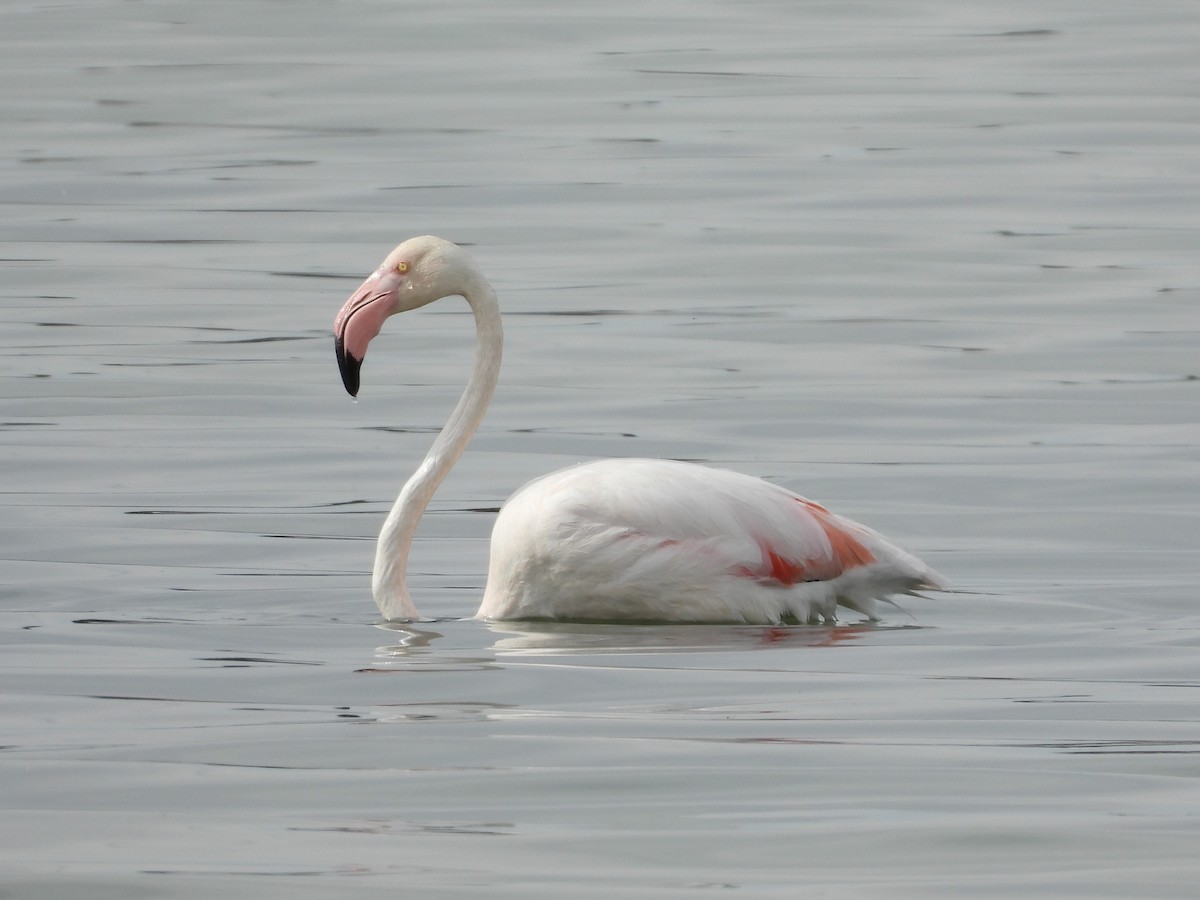 Greater Flamingo - Sonia Mata