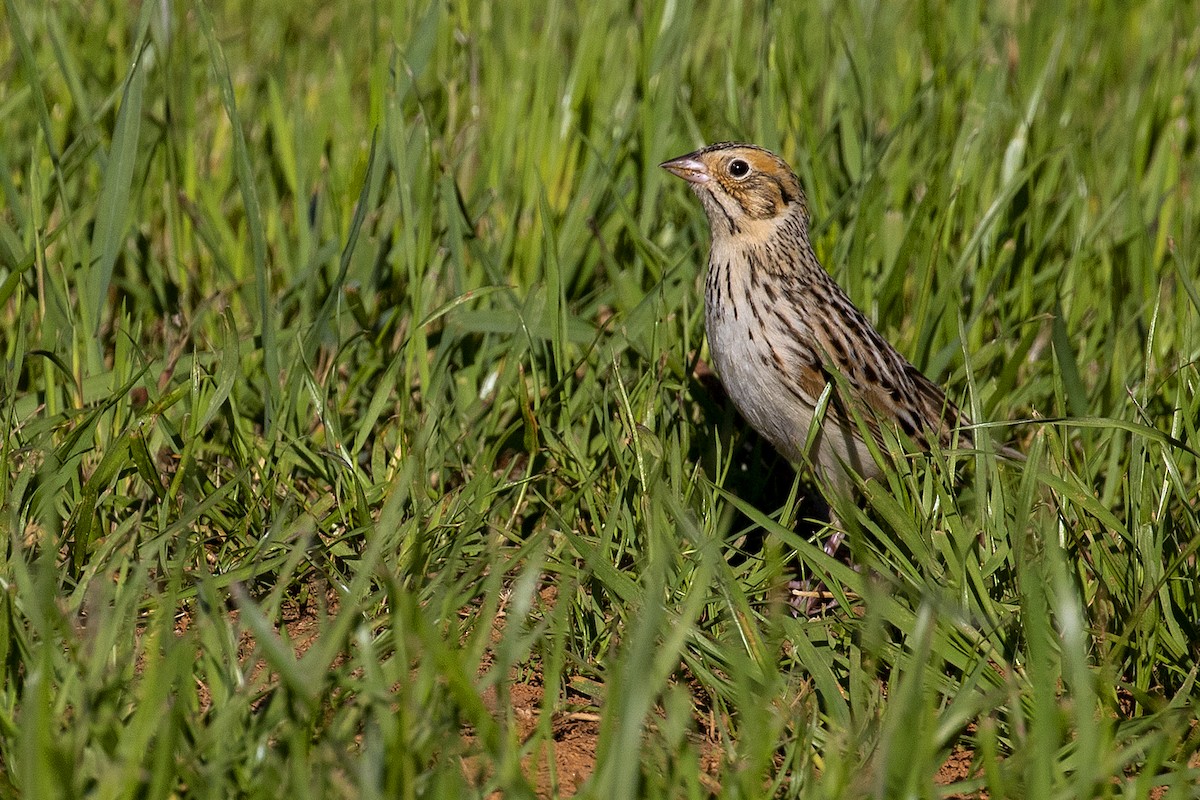 Baird's Sparrow - Dan Vickers