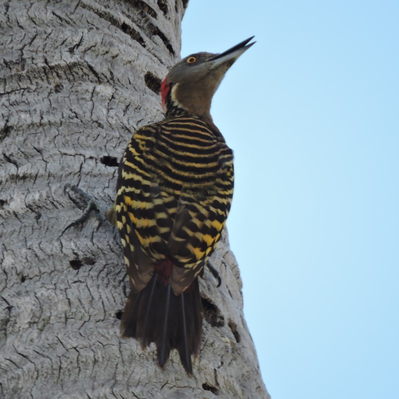 Hispaniolan Woodpecker - ML566614891