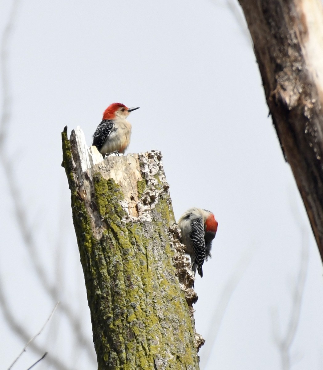 Red-bellied Woodpecker - ML566615051