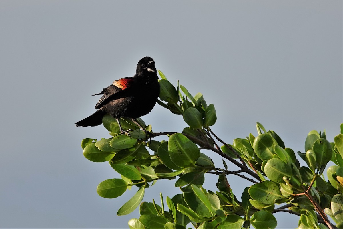 Red-winged Blackbird - ML566615471