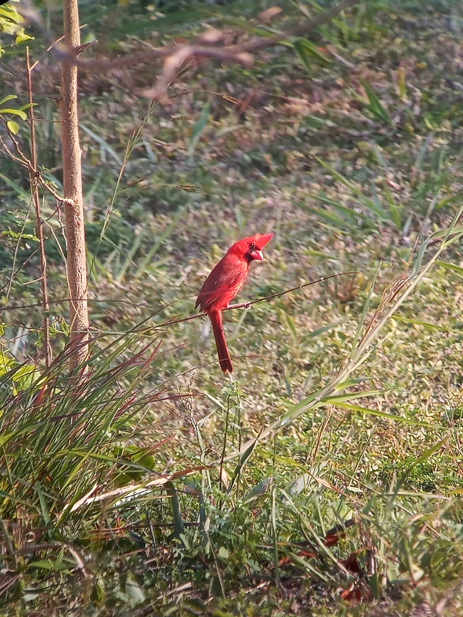 Cardinal rouge - ML566615651