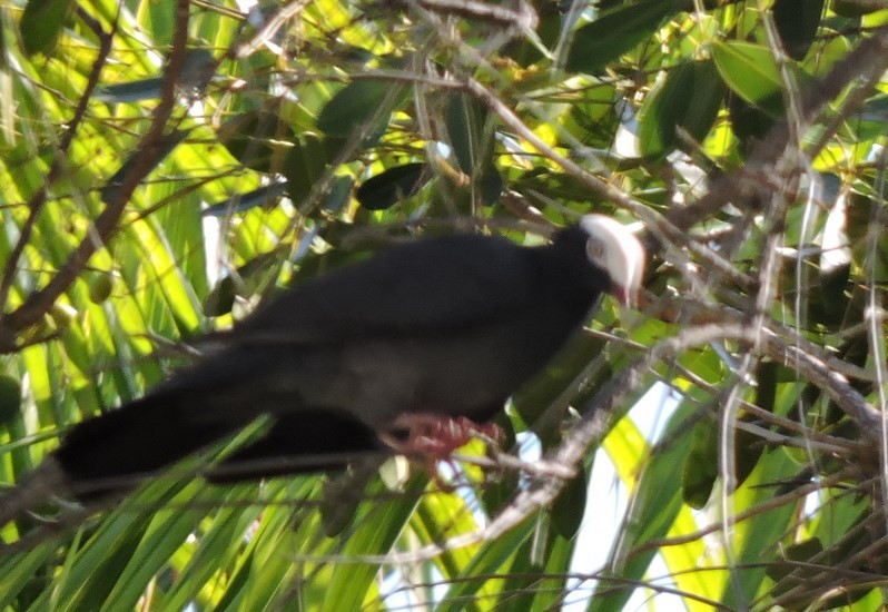White-crowned Pigeon - ML566616271