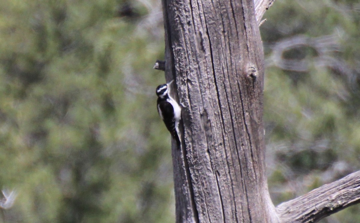 Hairy Woodpecker (Rocky Mts.) - ML566620691