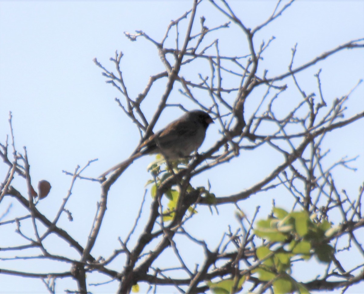 Black-chinned Sparrow - ML566621871
