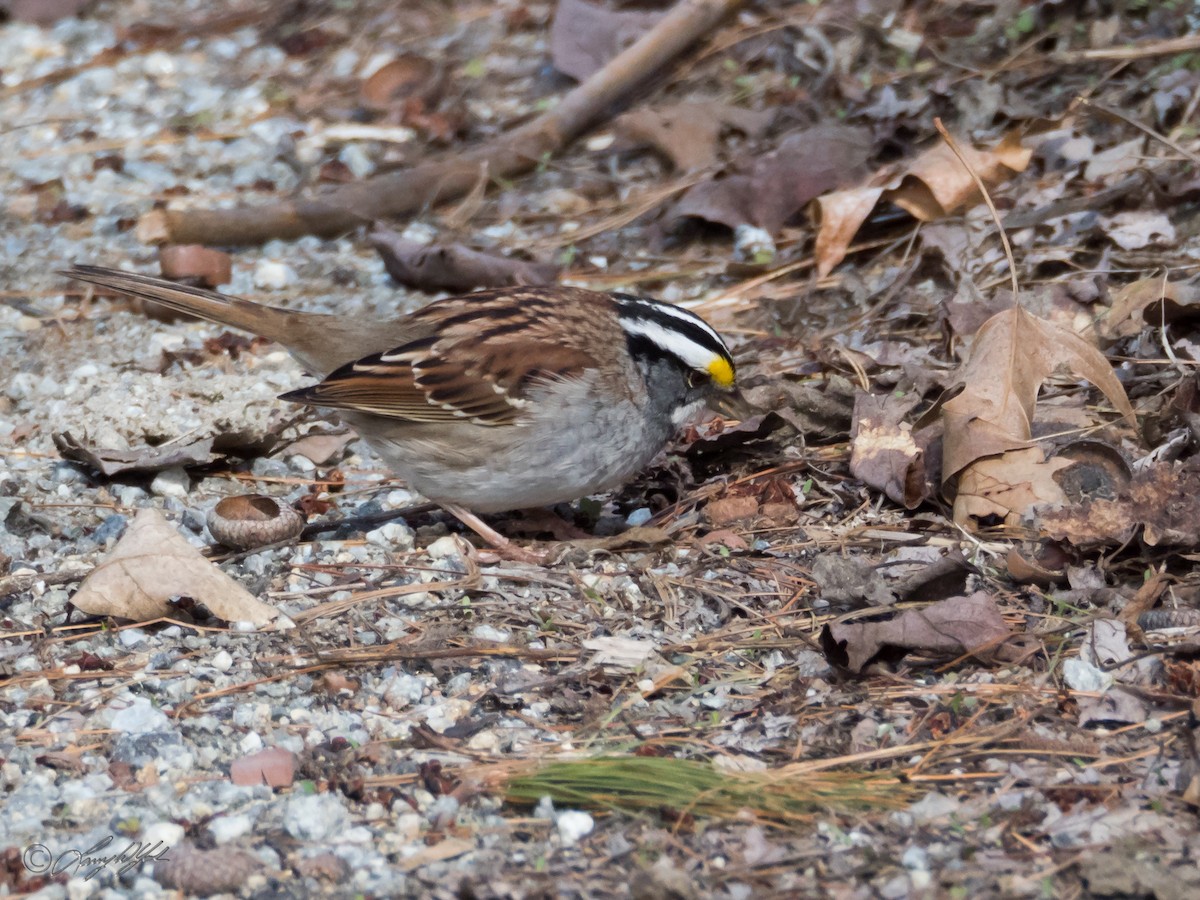 White-throated Sparrow - ML56662791