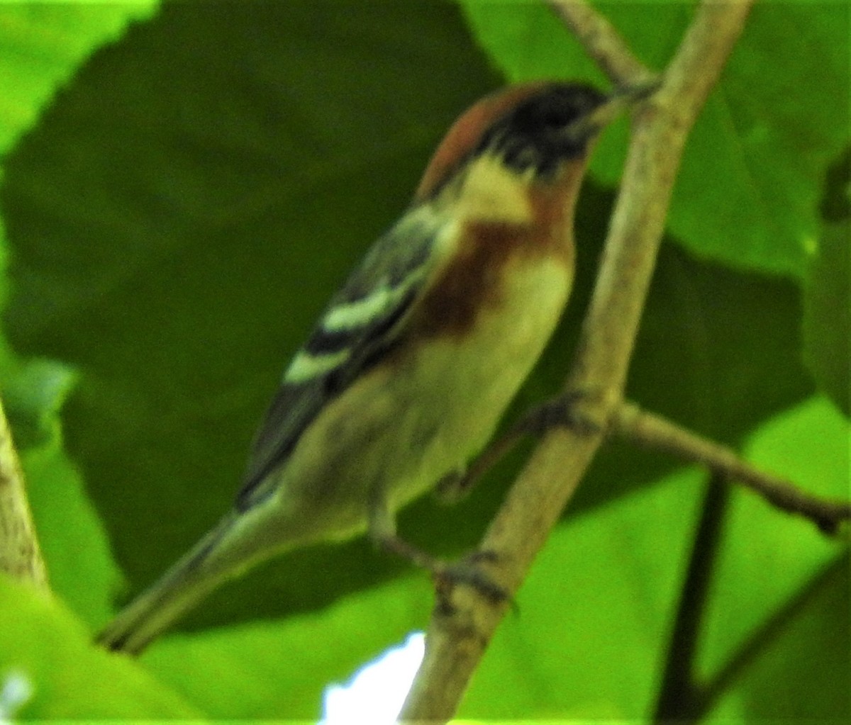 Bay-breasted Warbler - ML566631451