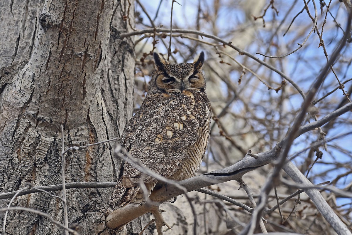 Great Horned Owl - ML566636391